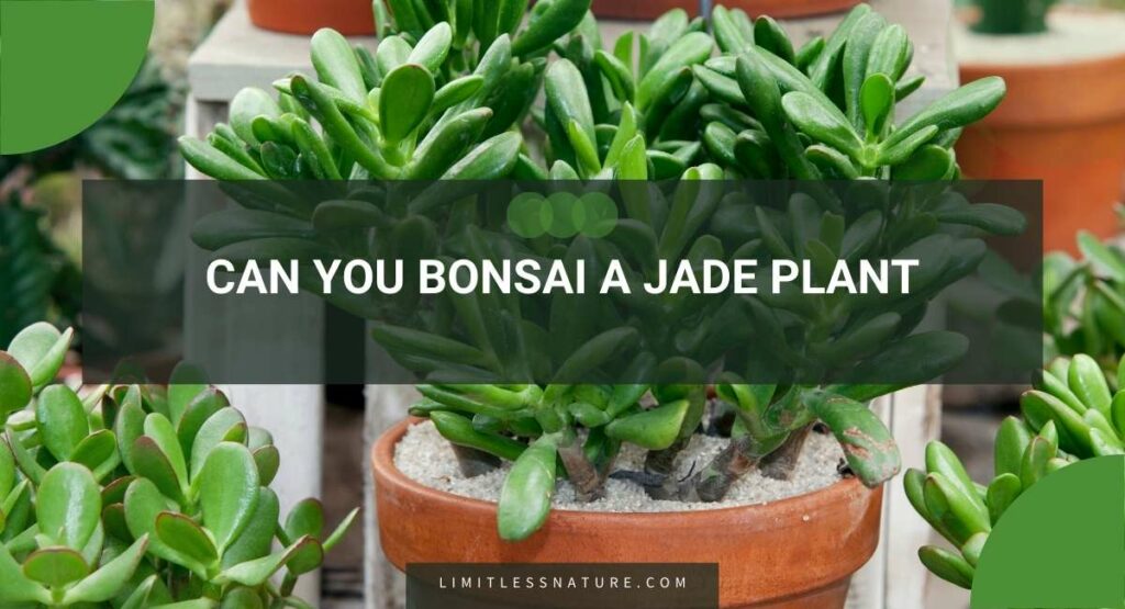 Can You Bonsai A Jade Plant