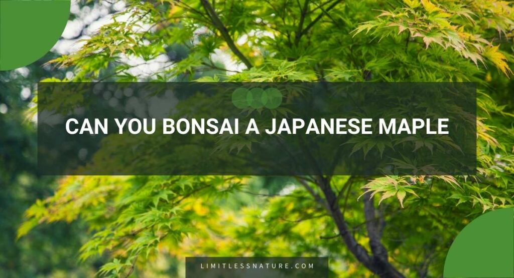 Can You Bonsai A Japanese Maple