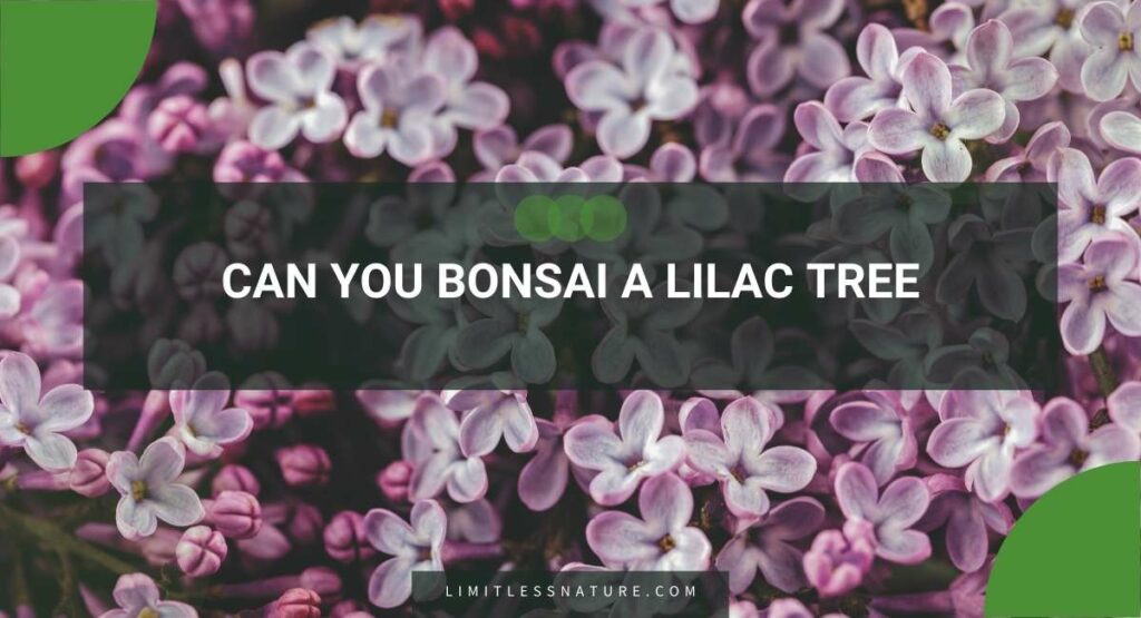Can You Bonsai A Lilac Tree