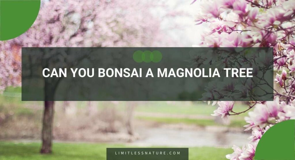 Can You Bonsai A Magnolia Tree