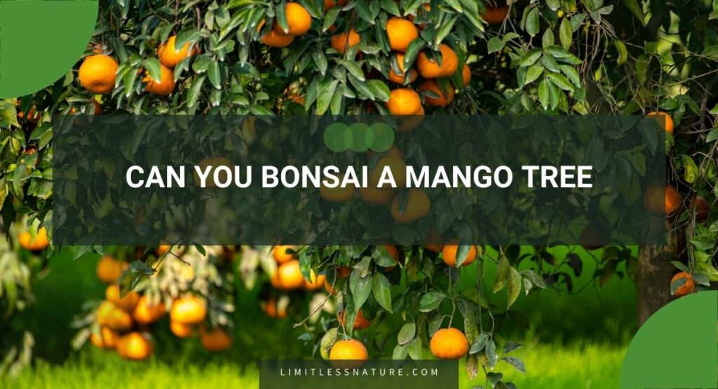 Can You Bonsai A Mango Tree
