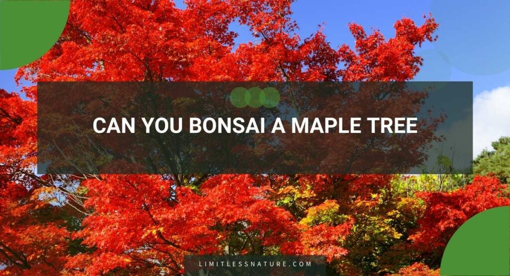 Can You Bonsai A Maple Tree