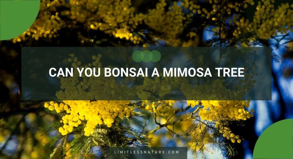 Can You Bonsai A Mimosa Tree