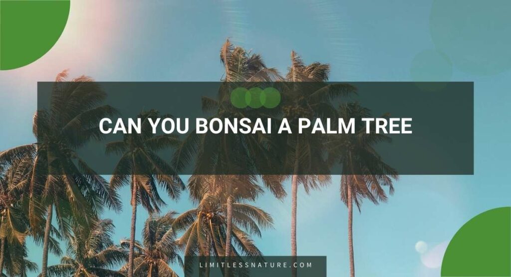 Can You Bonsai A Palm Tree