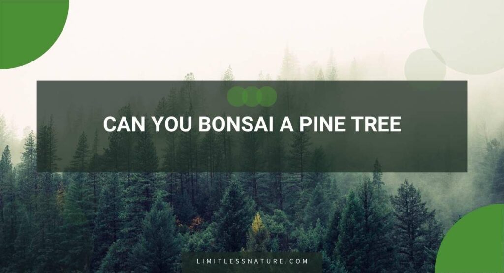 Can You Bonsai A Pine Tree