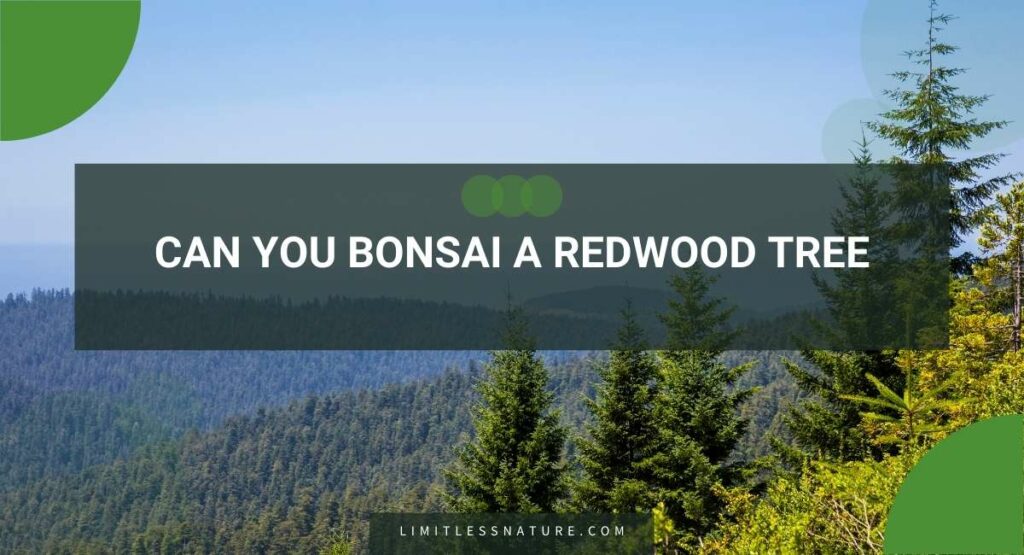 Can You Bonsai A Redwood Tree