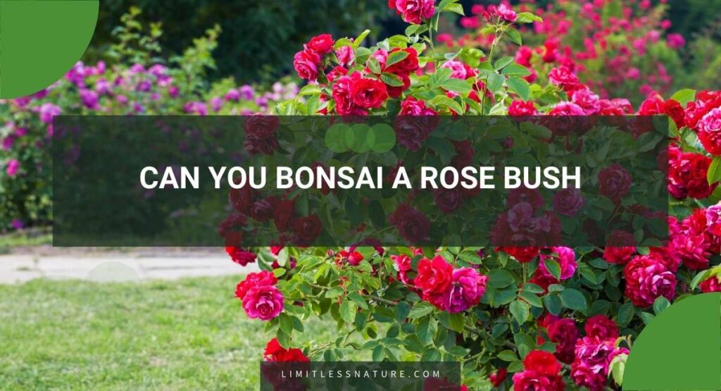 Can You Bonsai A Rose Bush