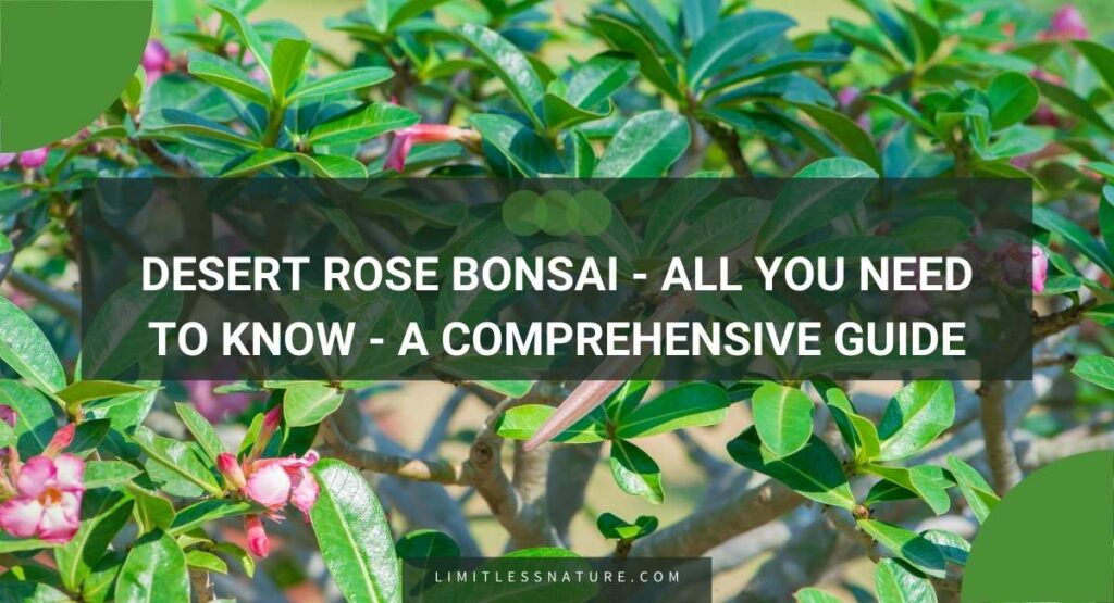 Desert Rose Bonsai - All You Need To Know - A Comprehensive Guide