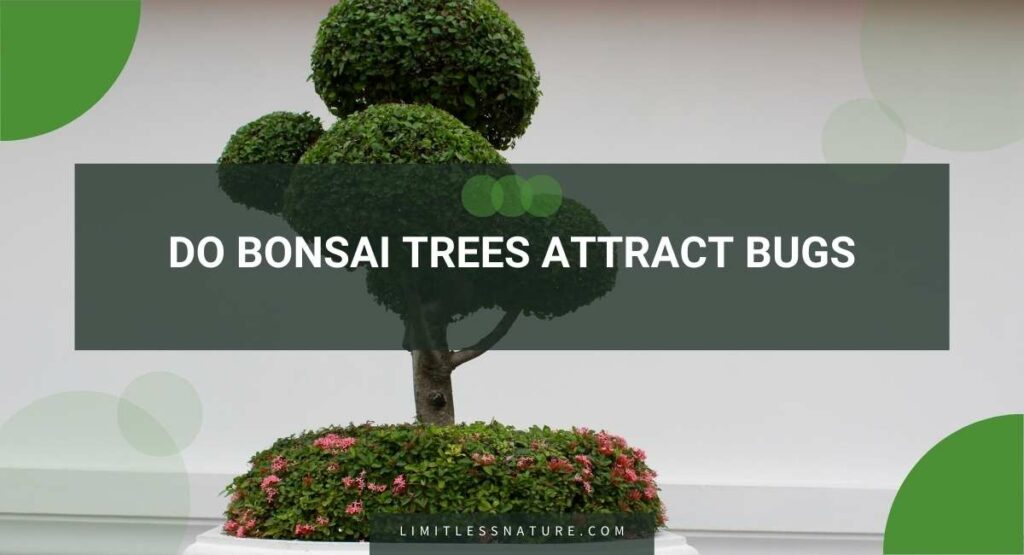 Do Bonsai Trees Attract Bugs