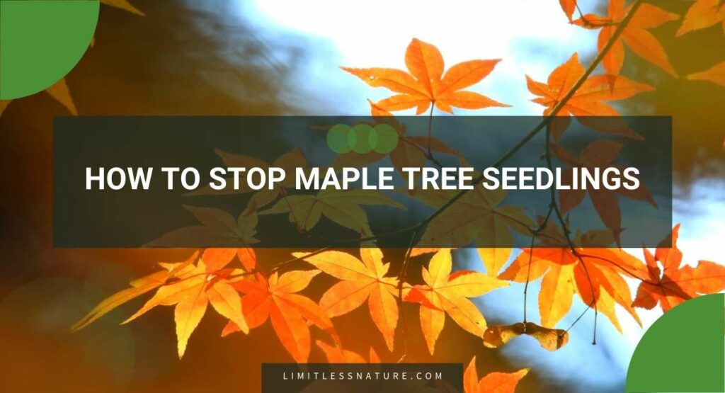 How To Stop Maple Tree Seedlings
