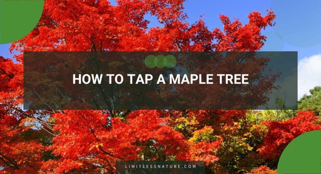 How To Tap A Maple Tree