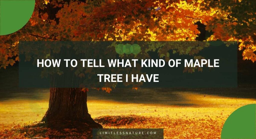 How To Tell What Kind Of Maple Tree I Have