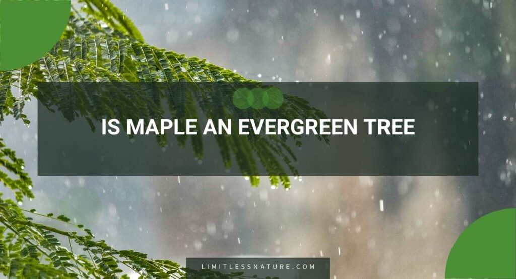 Is Maple An Evergreen Tree