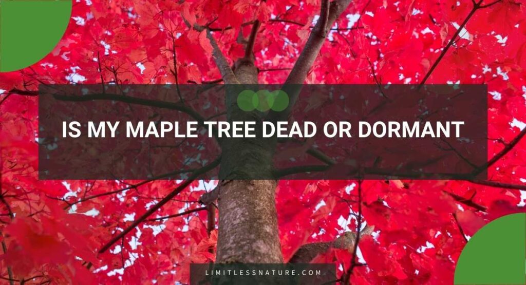 Is My Maple Tree Dead Or Dormant