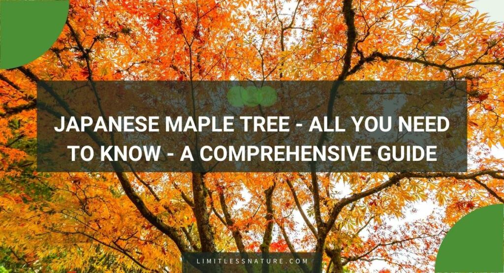 Japanese Maple Tree - All You Need To Know - A Comprehensive Guide