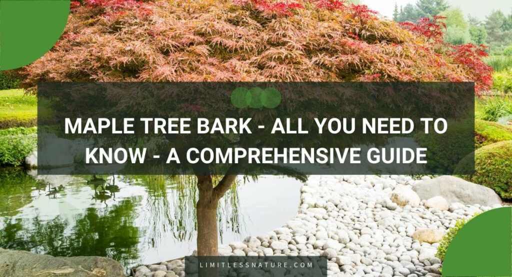 Maple Tree Bark - All You Need To Know - A Comprehensive Guide