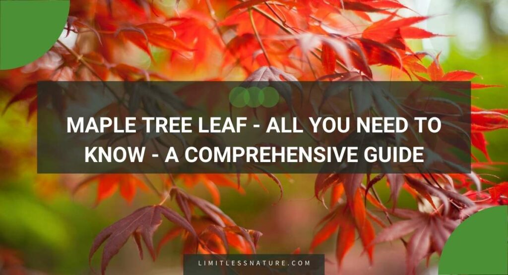 Maple Tree Leaf - All You Need To Know - A Comprehensive Guide