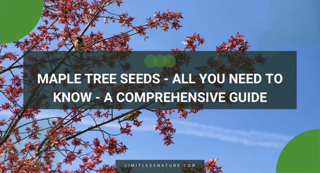 Maple Tree Seeds - All You Need To Know - A Comprehensive Guide