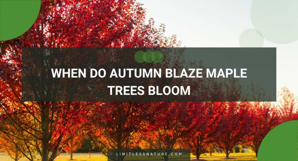 When Do Autumn Blaze Maple Trees Bloom