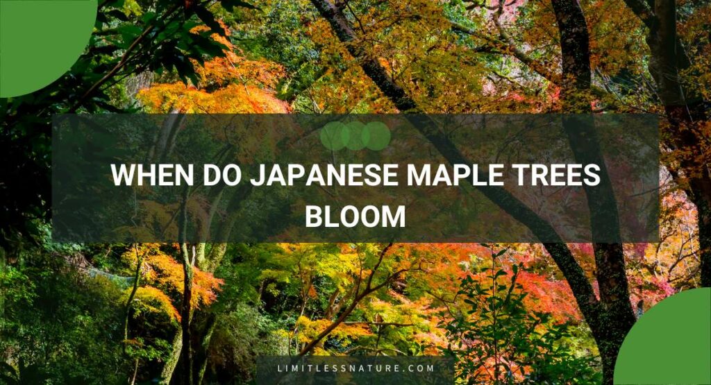 When Do Japanese Maple Trees Bloom