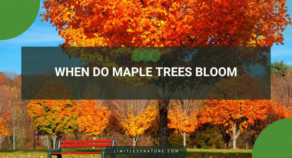When Do Maple Trees Bloom