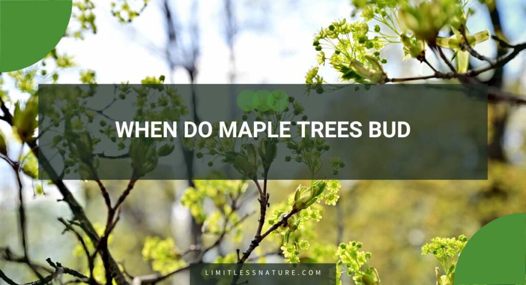 When Do Maple Trees Bud