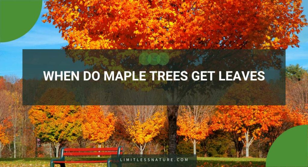 When Do Maple Trees Get Leaves