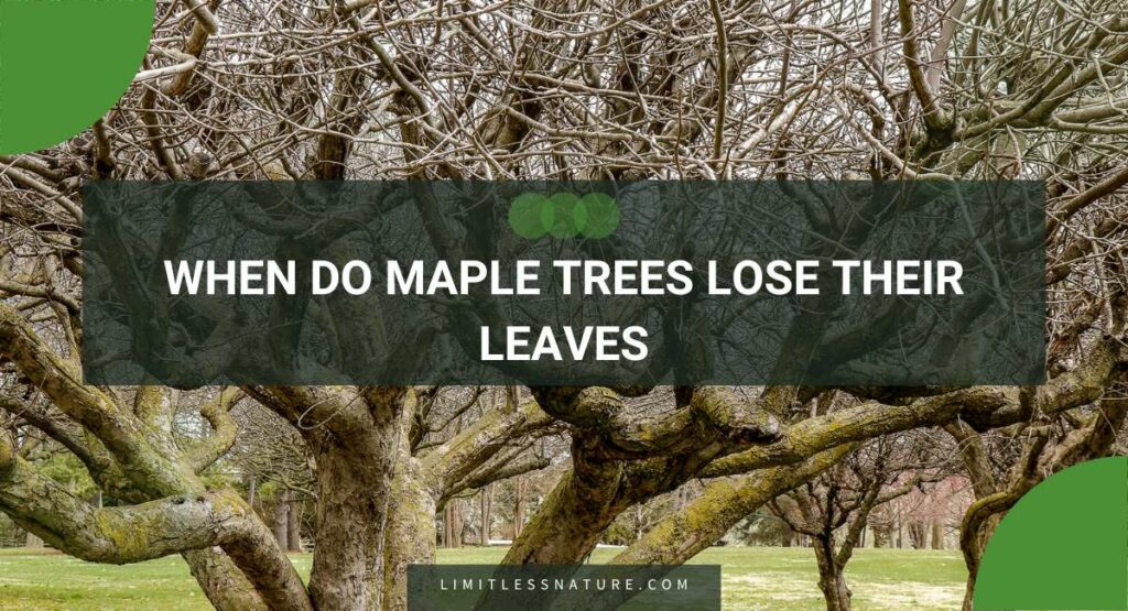 When Do Maple Trees Lose Their Leaves