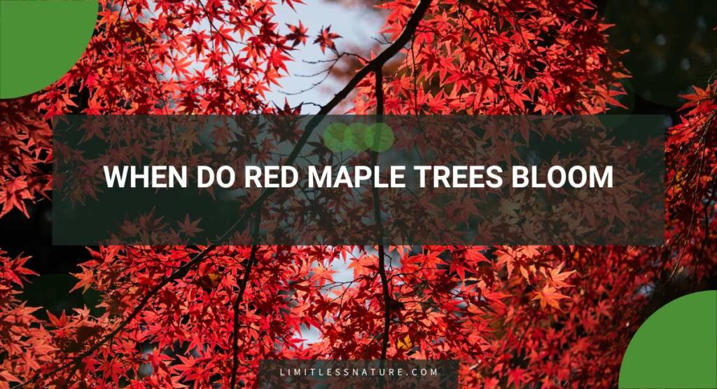 When Do Red Maple Trees Bloom