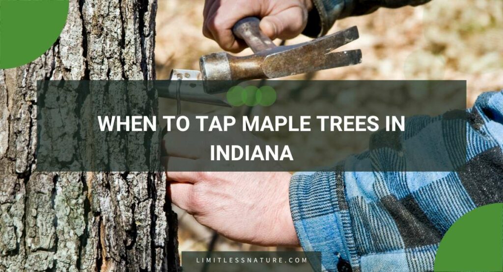 When To Tap Maple Trees In Indiana