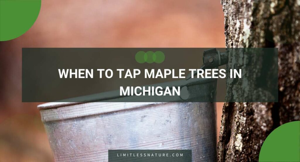 When To Tap Maple Trees In Michigan