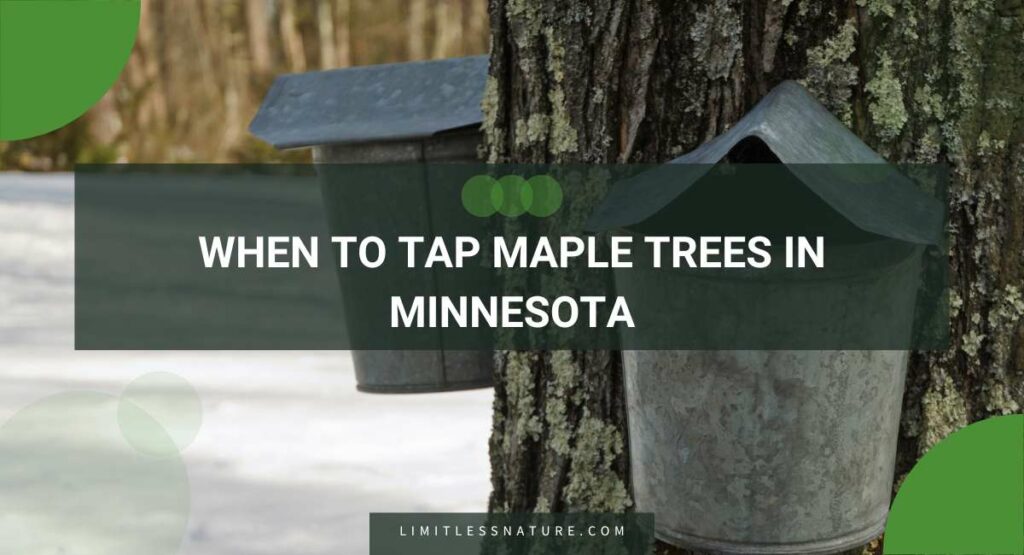 When To Tap Maple Trees