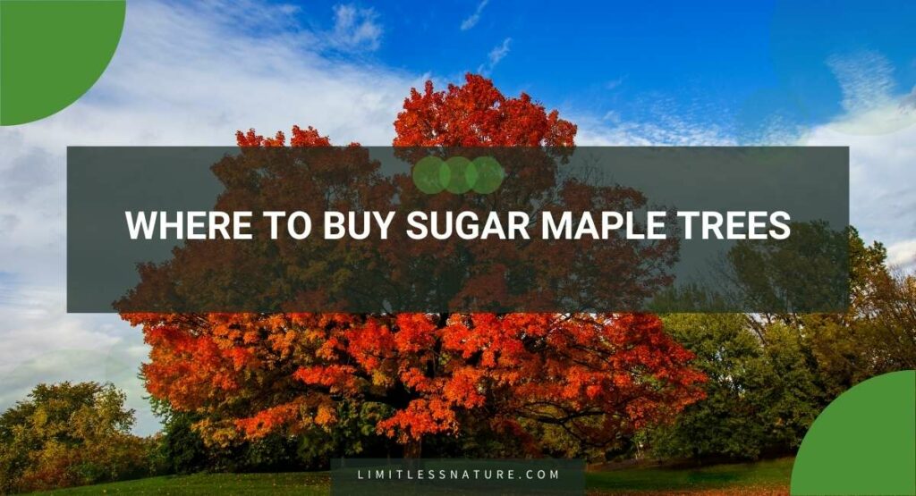 Where To Buy Sugar Maple Trees