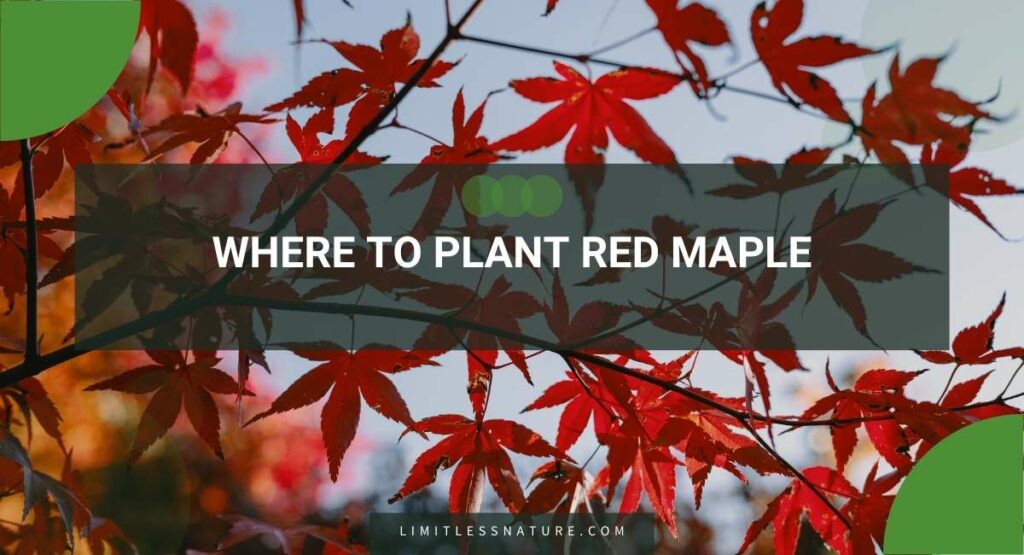 Where To Plant Red Maple