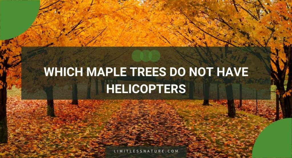Which Maple Trees Do Not Have Helicopters