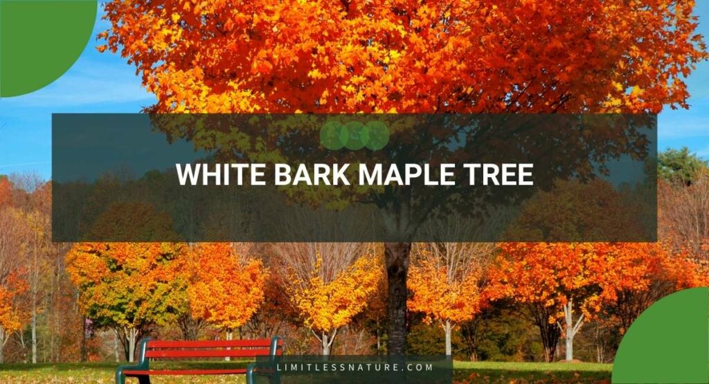 White Bark Maple Tree