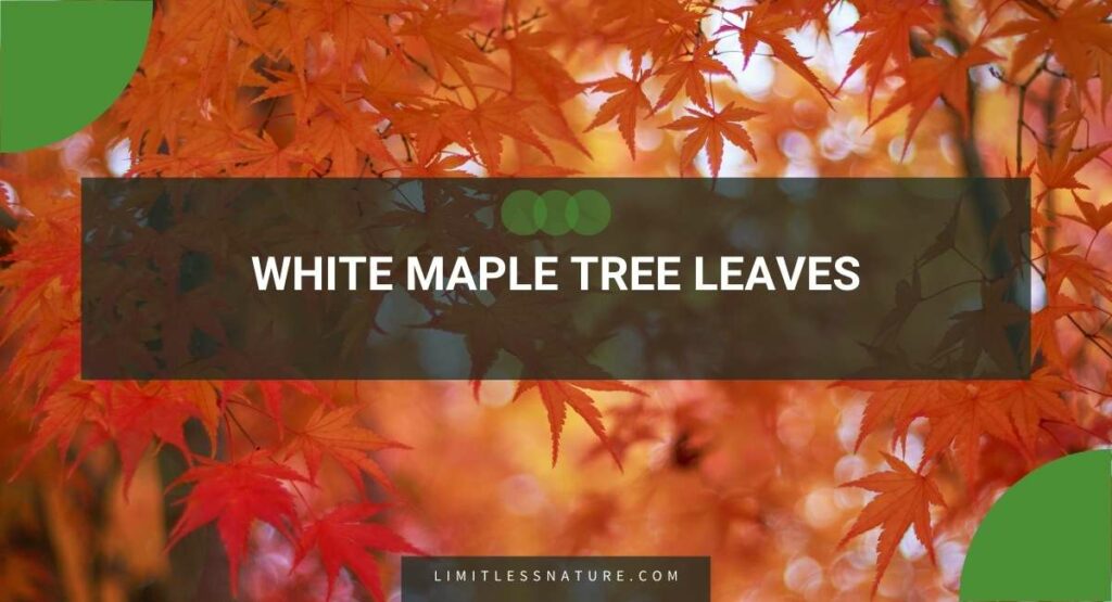 White Maple Tree Leaves