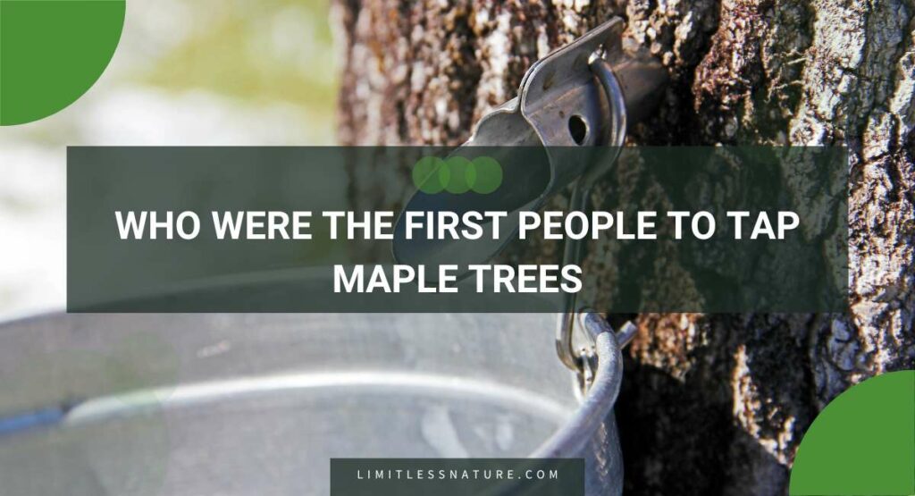 Who Were The First People To Tap Maple Trees