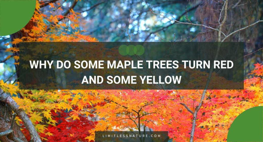 Why Do Some Maple Trees Turn Red And Some Yellow