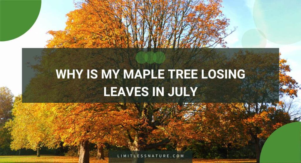 Why Is My Maple Tree Losing Leaves In July
