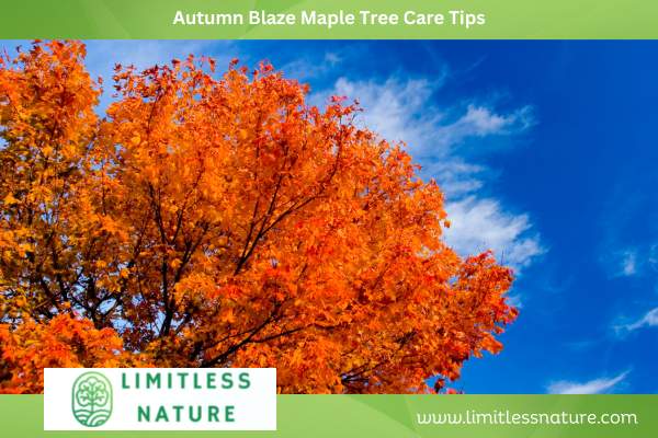 Autumn Blaze Maple Tree Care Tips
