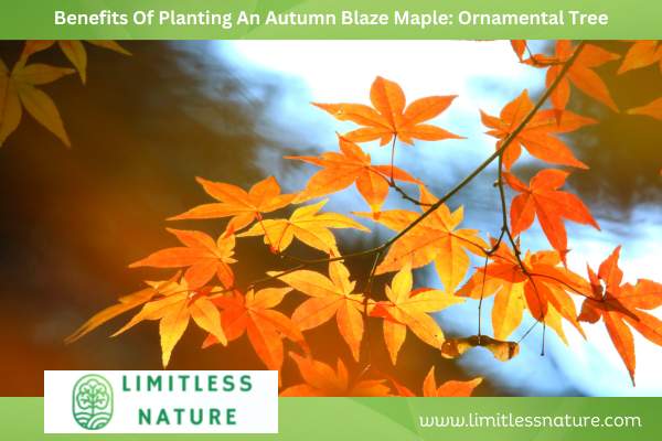 Benefits Of Planting An Autumn Blaze Maple: Ornamental Tree