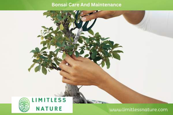 Bonsai Care And Maintenance