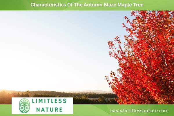 Characteristics Of The Autumn Blaze Maple Tree