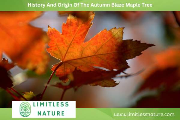 History And Origin Of The Autumn Blaze Maple Tree