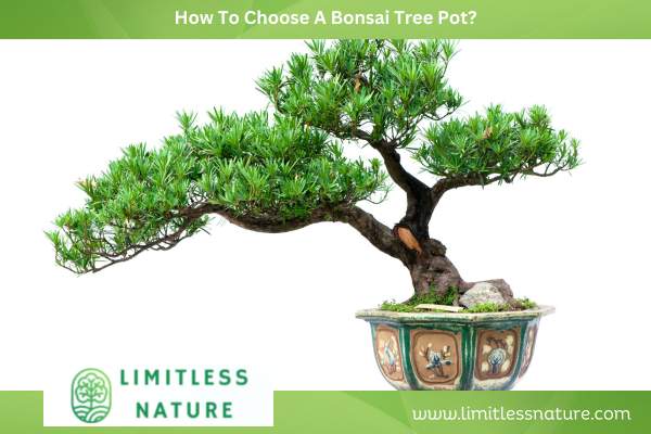 How To Choose A Bonsai Tree Pot?