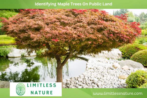 Identifying Maple Trees On Public Land