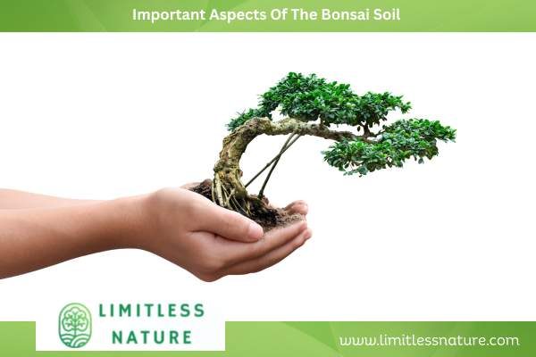 Important Aspects Of The Bonsai Soil 
