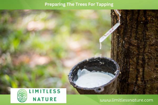 Preparing The Trees For Tapping