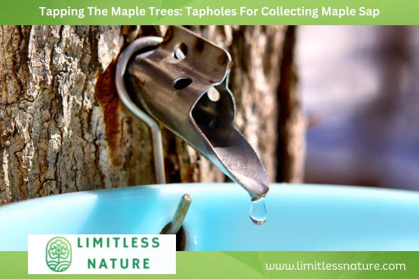 Tapping The Maple Trees: Tapholes For Collecting Maple Sap